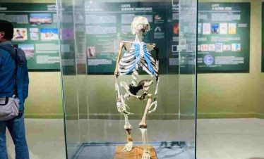 Visitor exploring the National Museum of Ethiopia in Addis Ababa, viewing Lucy’s skeleton during a layover tour